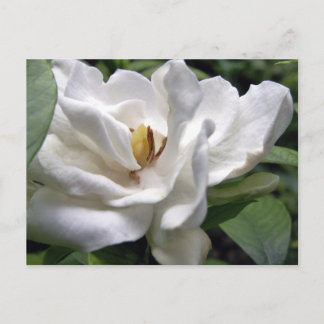 Cotton White Petalscape Briefkaart