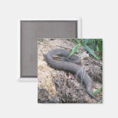 Cottonmouth Snake Basking Magneet (Voorkant / Achterkant)