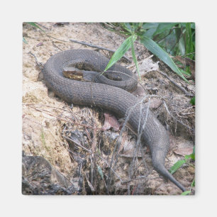 Cottonmouth Snake Basking Magneet