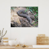 Cottonmouth Snake Basking Poster (Keuken)