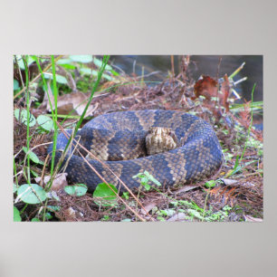 Cottonmouth Water Moccasin Coil Poster