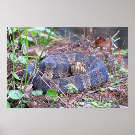 Cottonmouth Water Moccasin Coil Poster (Voorkant)