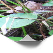 Cottonmouth Water Moccasin Coil Poster (Hoek)