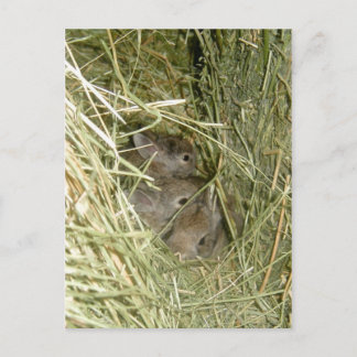 Cottontail Bunnies Briefkaart