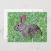 Cottontail en Grass carte postale (Devant / Derrière)