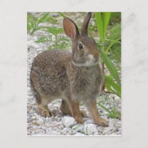 Cottontail Rabbit Briefkaart