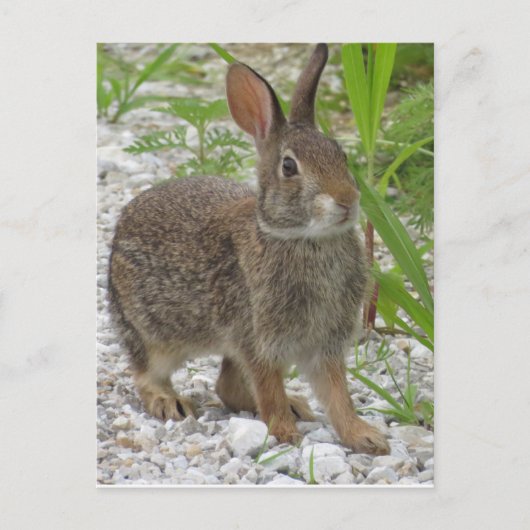 Cottontail Rabbit Briefkaart (Voorkant)