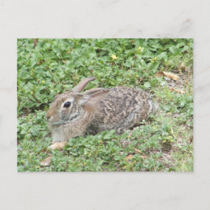 Cottontail rabbit briefkaart