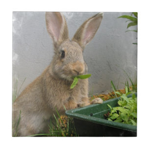 Cottontail Rabbit Tile Tegeltje