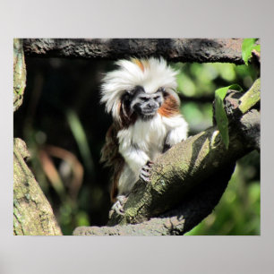 Cottontop Tamarin Poster