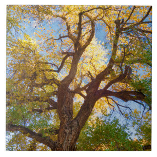 Cottonwood-boom Capitol Reef National Park, Utah Tegeltje