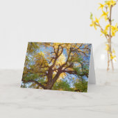 Cottonwood-structuur | Nationaal park Capitol Reef Kaart (Gele Bloem)