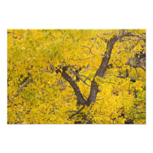 Cottonwoodboom in hoogtepunt van herfstkleuren in  foto afdruk