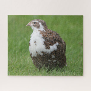 Coturnix Kwartel in het gras Legpuzzel
