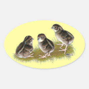 Coturnix Kwartel Kuikens Ovale Sticker