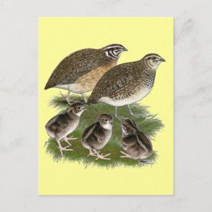 Coturnix Kwartelfamilie Briefkaart