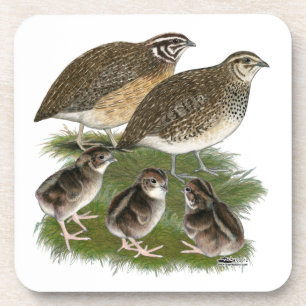 Coturnix Kwartelfamilie Drankjes Onderzetter