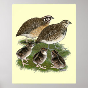 Coturnix Kwartelfamilie Poster