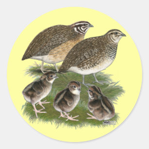 Coturnix Kwartelfamilie Ronde Sticker