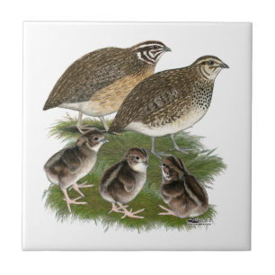 Coturnix Kwartelfamilie Tegeltje