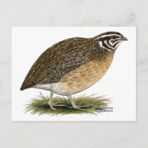 Coturnix Pharaoh Quail Briefkaart