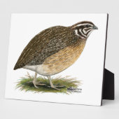 Coturnix Pharaoh Quail Fotoplaat (Zijkant)