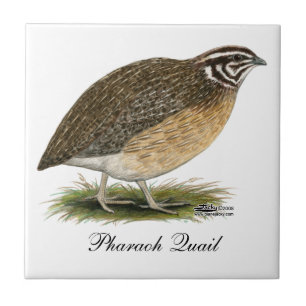 Coturnix Pharaoh Quail Tegeltje