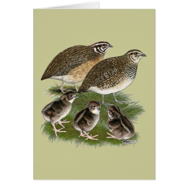 Coturnix Quail (Voorkant)