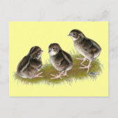 Coturnix Quail Chicken Briefkaart (Voorkant)