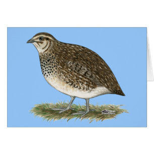 Coturnix Quail Hen