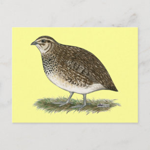 Coturnix Quail Hen Briefkaart