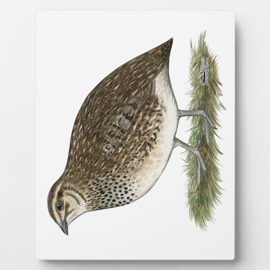 Coturnix Quail Hen Fotoplaat (Voorkant)
