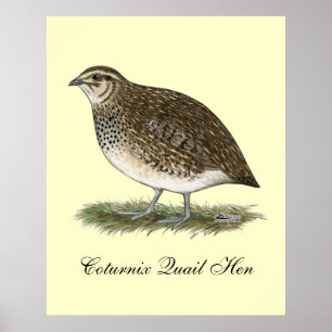 Coturnix Quail Hen Poster