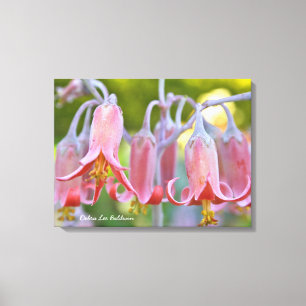 Cotyledon Flowers van Debra Lee Baldwin Canvas Afdruk