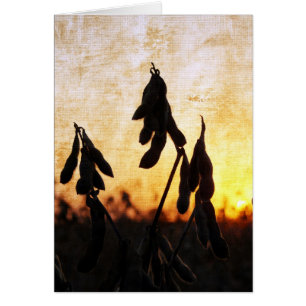 Coucher de soja