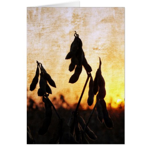 Coucher de soja (Devant)