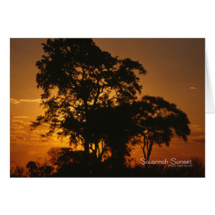 Coucher de soleil de Savannah