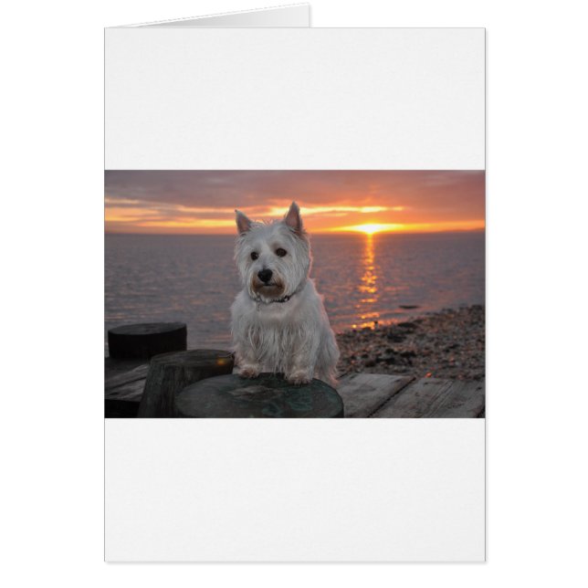 Coucher de soleil de Westie (Devant)