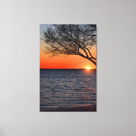 Coucher de soleil sous toile enveloppée d'arbre (Recto)