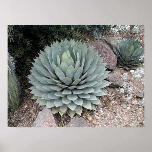 Coues' Agave ~Print~ Poster (Voorkant)