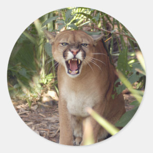 Cougar 001 ronde sticker
