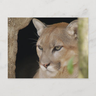 Cougar 013 briefkaart