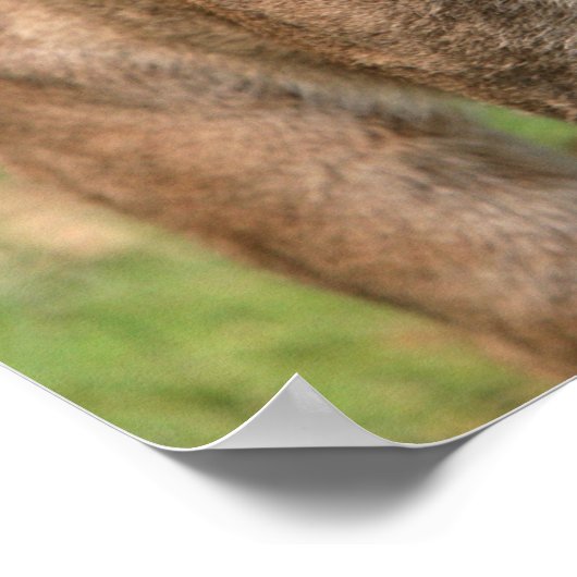 Cougar, berleeuw poster (Hoek)