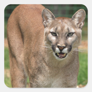 Cougar, berleeuw vierkante sticker
