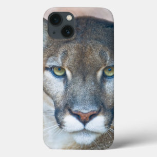 Cougar, berlion, Florida panther, Puma 2 iPhone 13 Hoesje