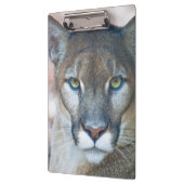 Cougar, berlion, Florida panther, Puma 2 Klembord (Links)