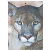 Cougar, berlion, Florida panther, Puma 2 Klembord (Achterkant)