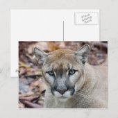 Cougar, berlion, Florida panther, Puma Briefkaart (Voorkant / Achterkant)