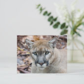 Cougar, berlion, Florida panther, Puma Briefkaart (Staand voorkant)