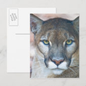 Cougar, berlion, Florida panther, Puma Briefkaart (Voorkant / Achterkant)